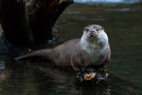 Carnivora, Eurasian otters, Lutra Lutra, predators, mammals, martens, raptors, mammals