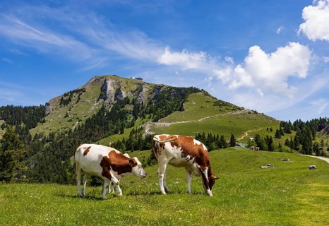 Austria, province of Salzburg, Salzkammergut, Sankt Wolfgang, Schafbergalm with Schafberg, alpine