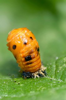 Asian ladybeetle, Asian ladybug, coccinellidae, coccinellinae, harlequin ladybug, harmonia