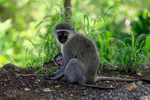 Vervet Monkey (Chlorocebus pygerythrus), adult, female, sitting, on the ground, mother, young,