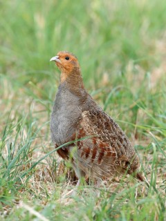 Partridge (Perdix perdix) in a meadow, Solms, Hesse, Germany