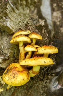 Hanging slime scraping, fat pholiota, goldskin skulping, pholiota adiposa, pholiota aurivella,