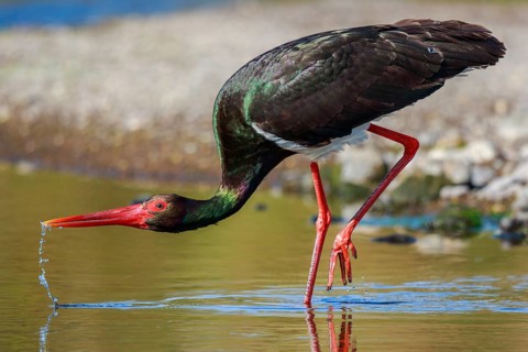 Black Stork (Ciconia nigra) foraging, Greece
