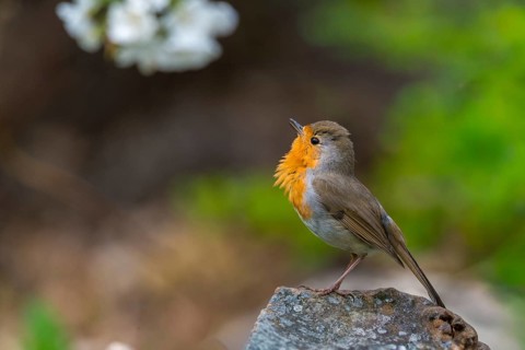 Erithacus rubecula, robin, robins, birds, song, passeri, singing, songbirds, birds