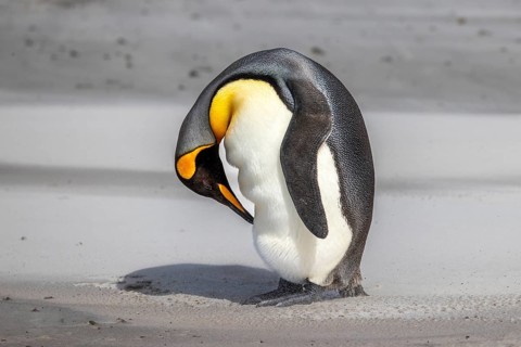 King Penguin, (Aptenodytes patagonica), preening on beach, Saunders Island, Falkland Islands