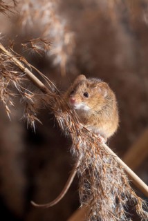 Harvest mouse, Micromys minutus, rodents, rodentia, dwarf mouse, high size, portrait format,