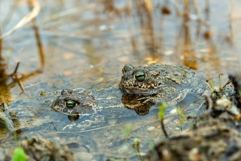 Brandenburg, Bufo Calamita, Germany, Epidalea Calamita, Toad, Nabu, Nabu Project, National Natural