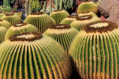 Lanzarote, Canary Islands, Spain, Europe, Cesar Manrique Jardin de Cactus near Guatiza, close-up of