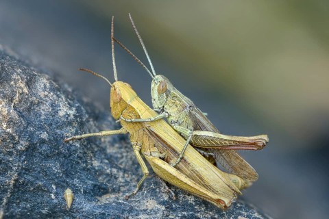 Acrididae, Caelifera, Chorthippus dorsatus, field locusts, gomphocerinae, short-feeler, steppe
