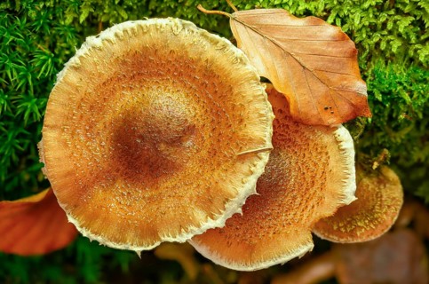 Armillaria ostoyae, Armillaria polymyces, Armillaria solidipes, brown honey mushroom, dark honey