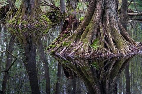 Alnus glutinosa, betulaceae, birch family, European alder, European black alder, adventitive root,