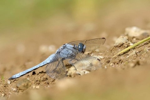 Orthetrum Brunneum, Southern Skimmer, Southern Blue Arrow, Anisoptera, Blue Arrow, Damselflies,