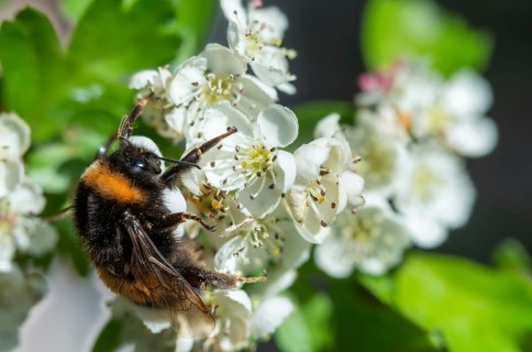 Apidae, bees, bombus terrestris, dark bumblebee, hymenoptera, buff-tailed bumblebee, bumblebee,