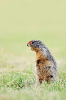 Columbia ground squirrel (Urocitellus columbianus, Spermophilus columbianus) standing upright in a