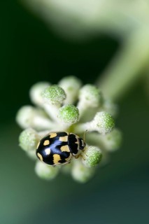 14-point ladybug, fourteen-spotted ladybeetle, propylea 14-punctata, propylea quatuordecimpunctata,