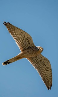 Falco tinnunculus, Common Kestrel, kestrel, birds, falconiformes, falcons, flying, flight, birds of