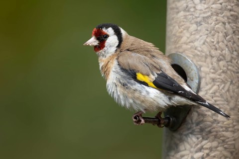 European goldfinch (Carduelis carduelis) adult garden bird feeding on sunflower hearts from a bird