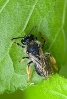 Andrena hemorrhoids, apidae, bees, early mining bee, hymenoptera, orange-tailed mining bee, redback