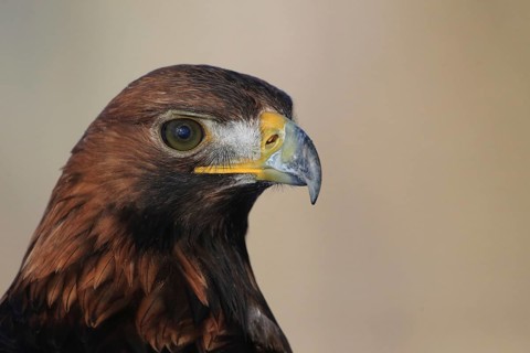 Golden eagle, side profile of an eagle with brown plumage and a distinctive beak against a soft