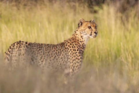 Cheetah (Acinonyx jubatus). Female. Kalahari Desert, Kgalagadi Transfrontier Park, South Africa