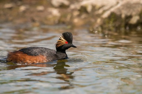 Black-necked grebe, podiceps nigricollis, black-necked grebes, grebes, podicipedidae, divers,