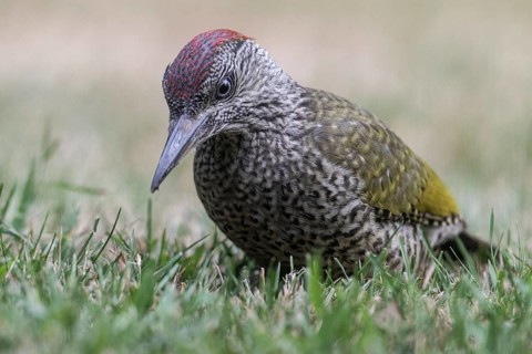 Young green woodpecker (Picus viridis), Emsland, Lower Saxony, Germany