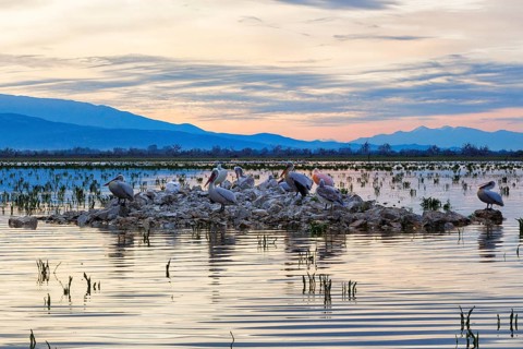 Crested pelicans (Pelecanus crispus), breeding ground, birdwatching, dawn, Lake Kerkini,