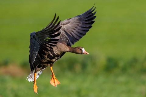 Greater White-fronted Goose (Anser albifrons) flying, North Rhine-Westphalia, Germany