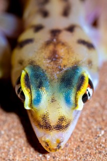 Palmato gecko (Pachydactylus rangei), night shot, NamibRand Nature Reserve, Namib Desert, Namibia
