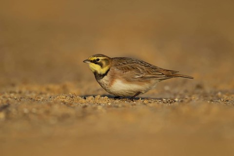 Shore lark or Horned lark (Eremophila alpestris) adult bird on a beach, Suffolk, England, United