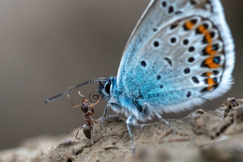 Argus blue, goatclover blue, plebeius argus, silver-studded blue, butterfly, insects, butterfly,