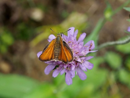 A small orange butterfly, the Small Skipper (Thymelicus sylvestris), on a flowering purple flower,