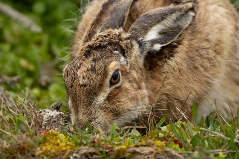European brown hare (Lepus europaeus) adult animal eating in grassland, England, United Kingdom