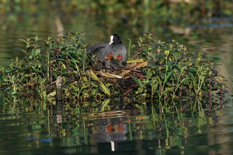 Common coot (Fulica atra) with chicks on the nest, North Rhine-Westphalia, Germany