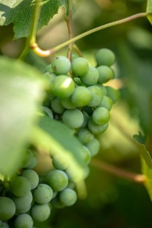 Green grapes (Vitis) hang from a vine in the sunlight, Ternitz, Lower Austria, Austria