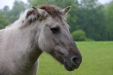 Przewalski's horse (Equus ferus ferus caballus, Equus przewalskii ferus caballus), portrait, North
