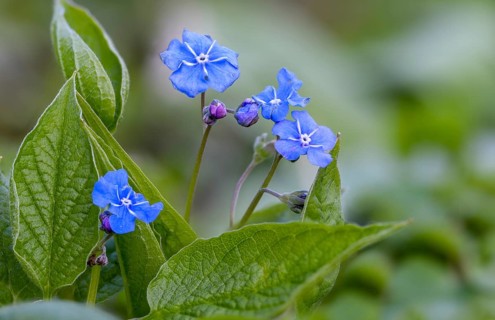 Spring memorial, spring umbilical nut, large flower umbilical nut, big forget-me-not, omphalodes