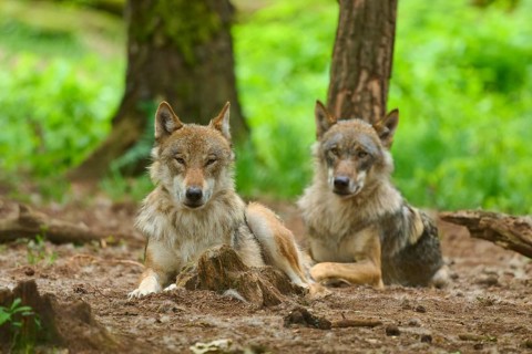Two resting wolves in a dense, green forest, surrounded by trees, summer, wolf (Canis lupus),