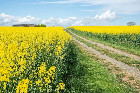 Landscape with fields of yellow flowering rapeseed and a tiny road in Ystad municipality, Skåne