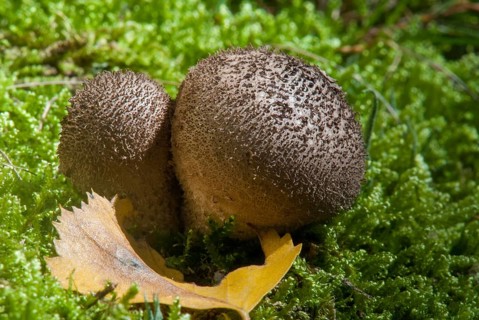 Brown bovist, brown dust bovist, brownish dust, lycoperdone umbrinum, dust, fungi, fungus,