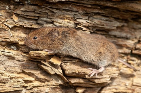 Earth mouse, field vole, microtus agrestis, rodents, Norway, rodentia, short-tailed vole, varanger,