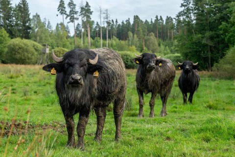Bavaria, Bubalus Arnee, Even-töd Ungulate, Upper Palatinate, Paarhufer, Tirschenreuth, Waldnaab,
