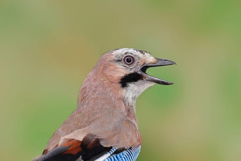 Eurasian Jay (Garrulus glandarius), calling, animal portrait, Wilnsdorf, North Rhine-Westphalia,