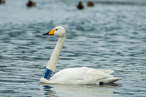 Cygnus cygnus, singing swan, whooper swan, anatidae, birds, duck birds, neck ring, swan, swans,