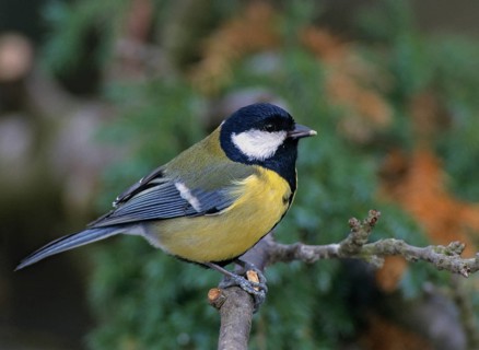 Great tit, great tit, parus major, birds, leo, tit, passeri, songbirds, songbirds, tits, birds