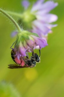 Andrena hattorfiana, apidae, bees, hymenoptera, crumpet sand bee, large scabious mining bee, sand