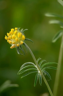 Anthyllis Vulneraria, Common Wound Clover, Fabaceae, Common Wound Clover, Butterfly Blossoms, Pine