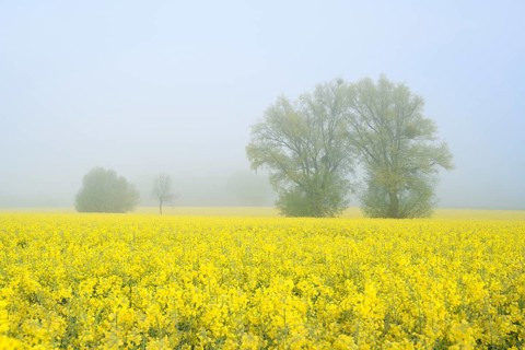 White willows (Salix alba) and a field of flowering rapeseed (Brassica napus) in the morning mist,