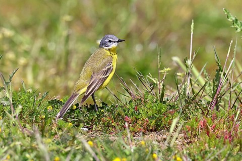 Yellow Wagtail (Motacilla flava) in a meadow, Dümmer, Lake Dümmer, Ochsenmoor, Hüde, Lower Saxony,