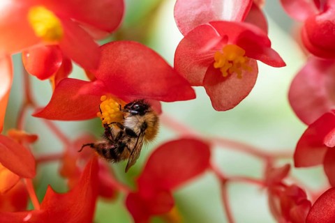 A bumblebee (Bombus) collecting nectar from a ‘Comte de Lesseps' begonia (Begoniaceae) in the